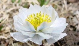 爆料雪莲作者是谁啊视频,探寻幕后创作高手